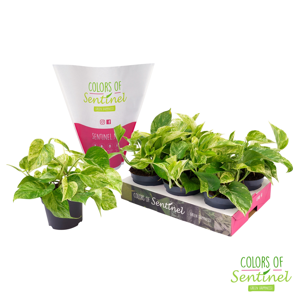 Epipremnum pinnatum Marble Queen LESS PLASTIC.