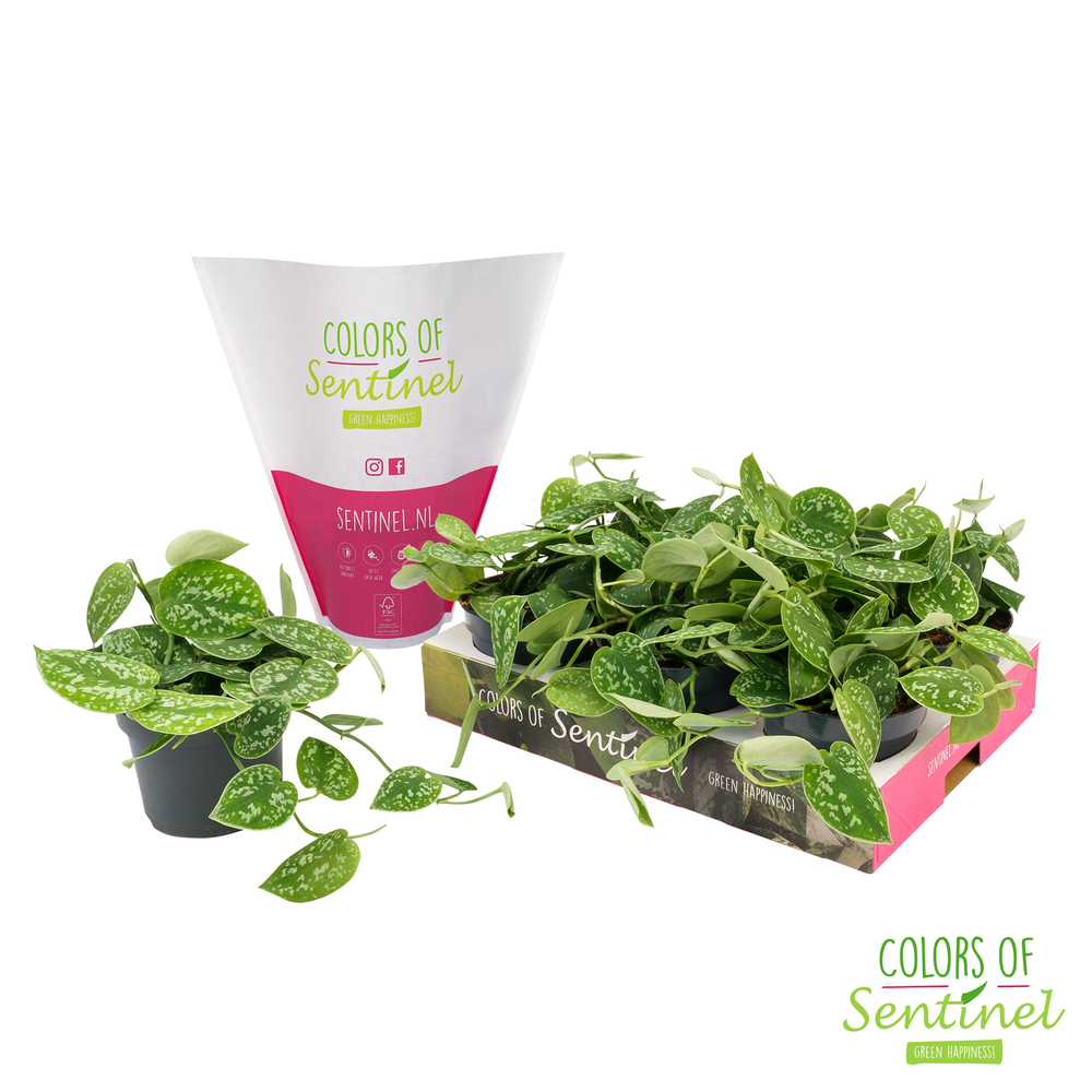 Scindapsus Pictus Argyraeus LESS PLASTIC.