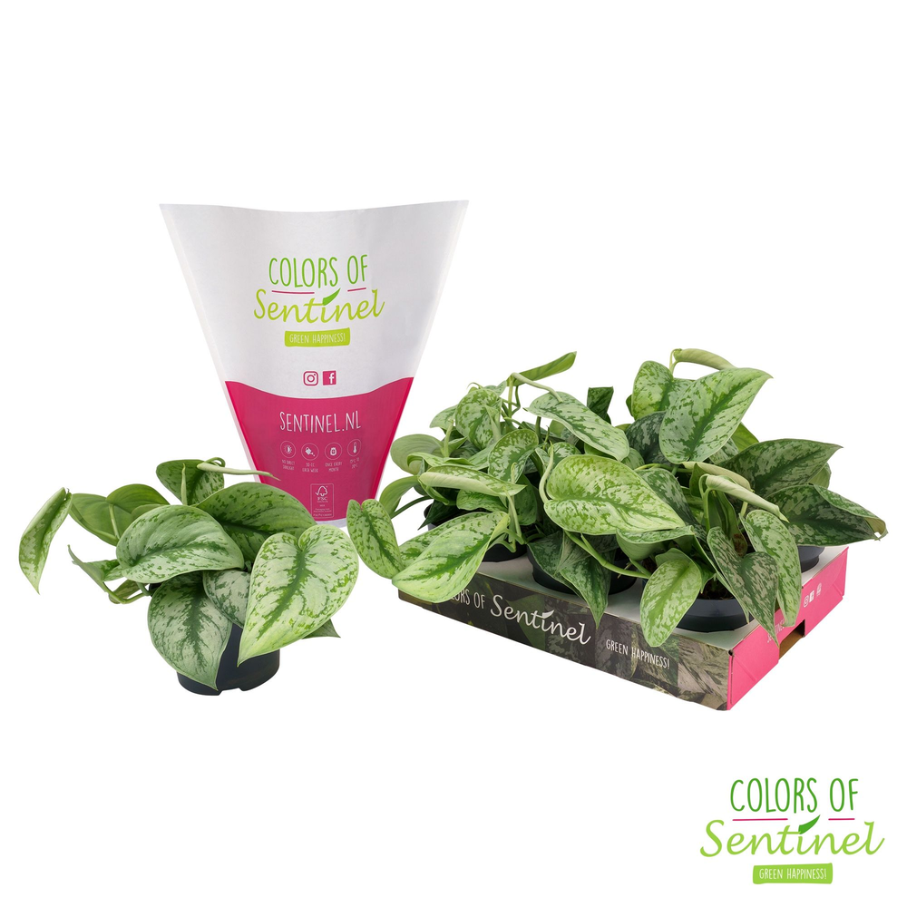 Scindapsus pictus 'Trebie' LESS PLASTIC.