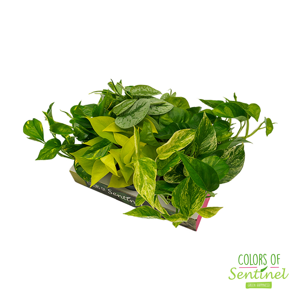 Epipremnum pinnatum gemengd LESS PLASTIC.