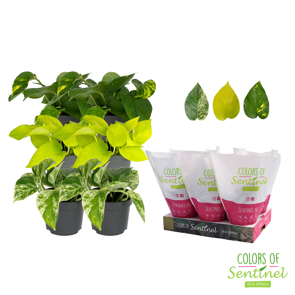 Epipremnum pinnatum gemengd LESS PLASTIC.