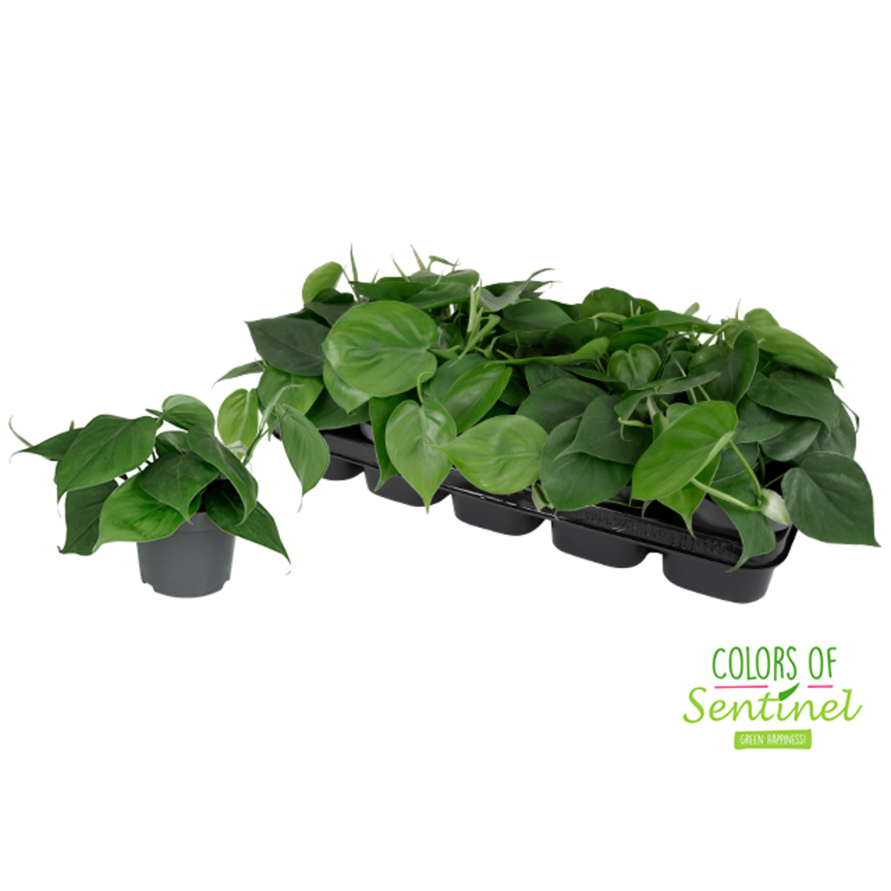 Philodendron Scandens.