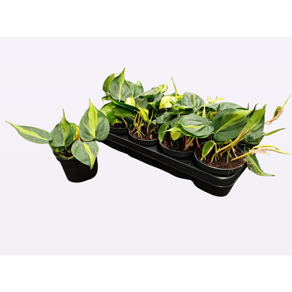Philodendron Scandens 'Brasil'.