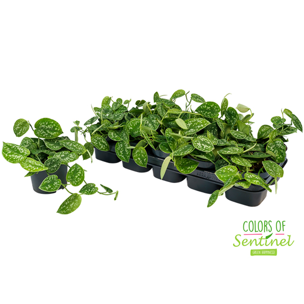 Scindapsus Pictus Argyraeus.