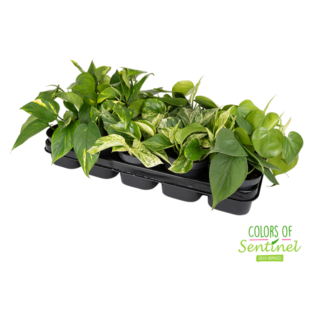 Epipremnum Pinnatum Gemengd.