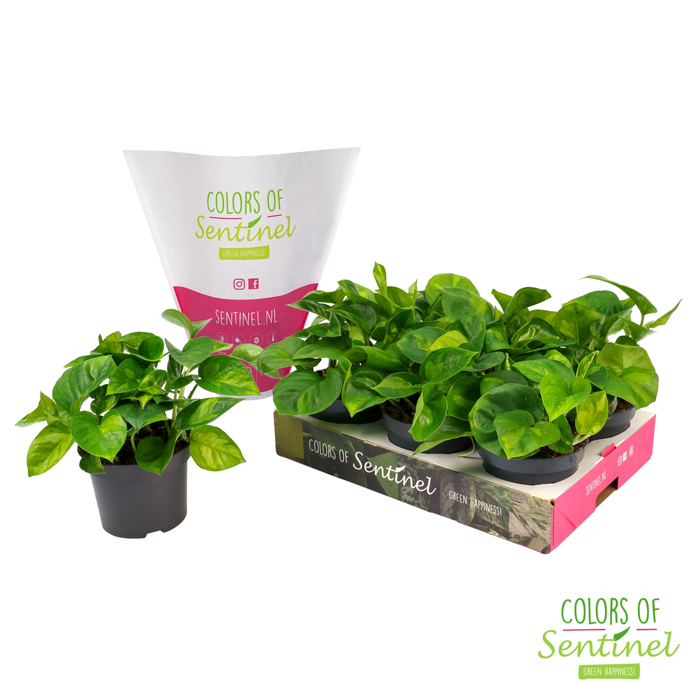 Epipremnum pinnatum Global Green LESS PLASTIC.