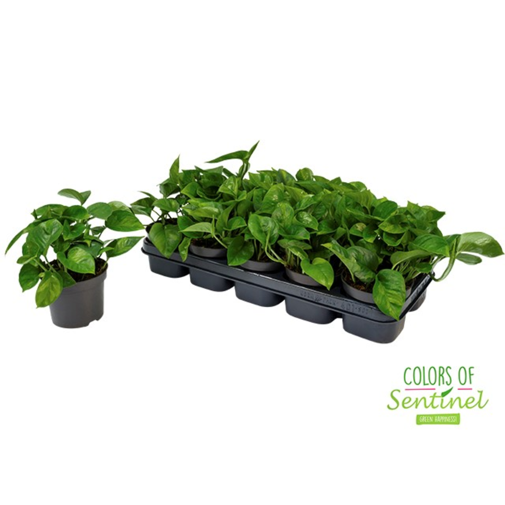 Epipremnum Pinnatum Global Green.