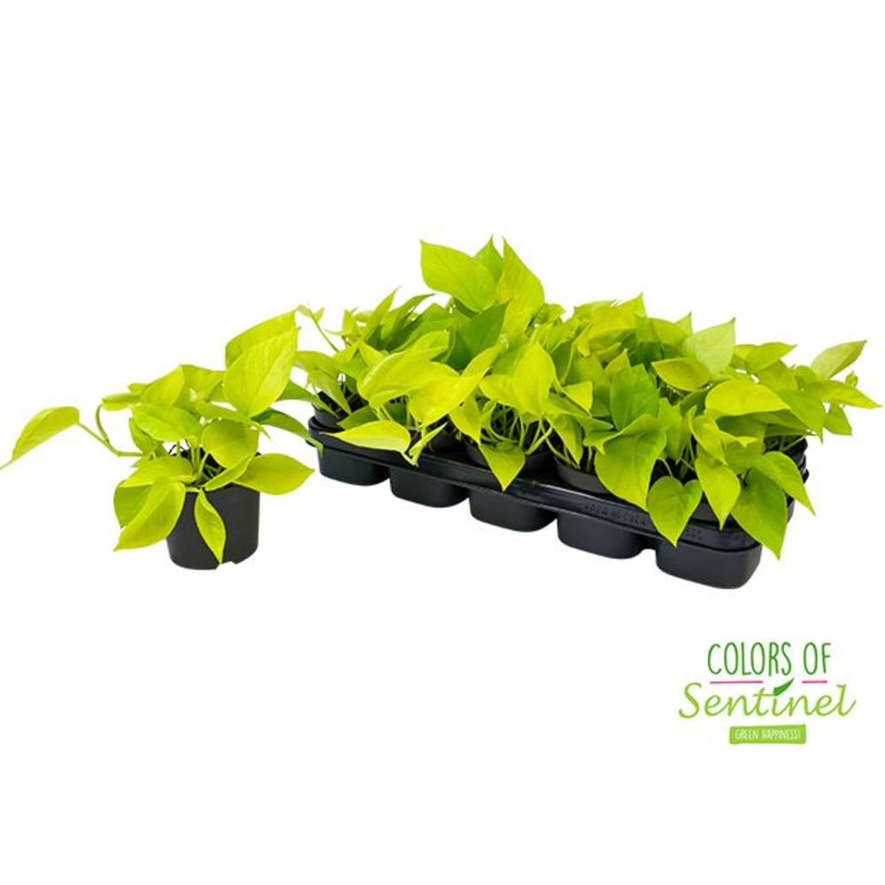Epipremnum Pinnatum Golden Pothos.