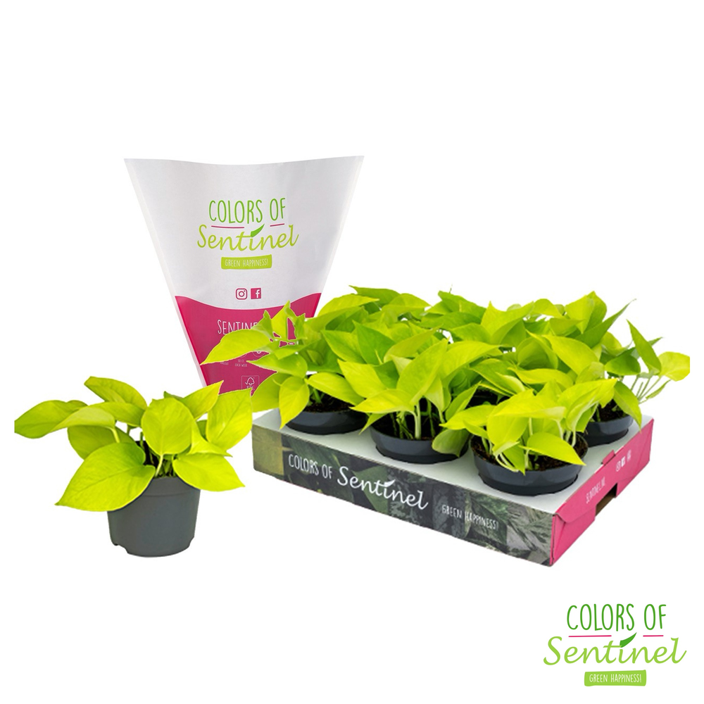 Epipremnum pinnatum Golden Pothos LESS PLASTIC.