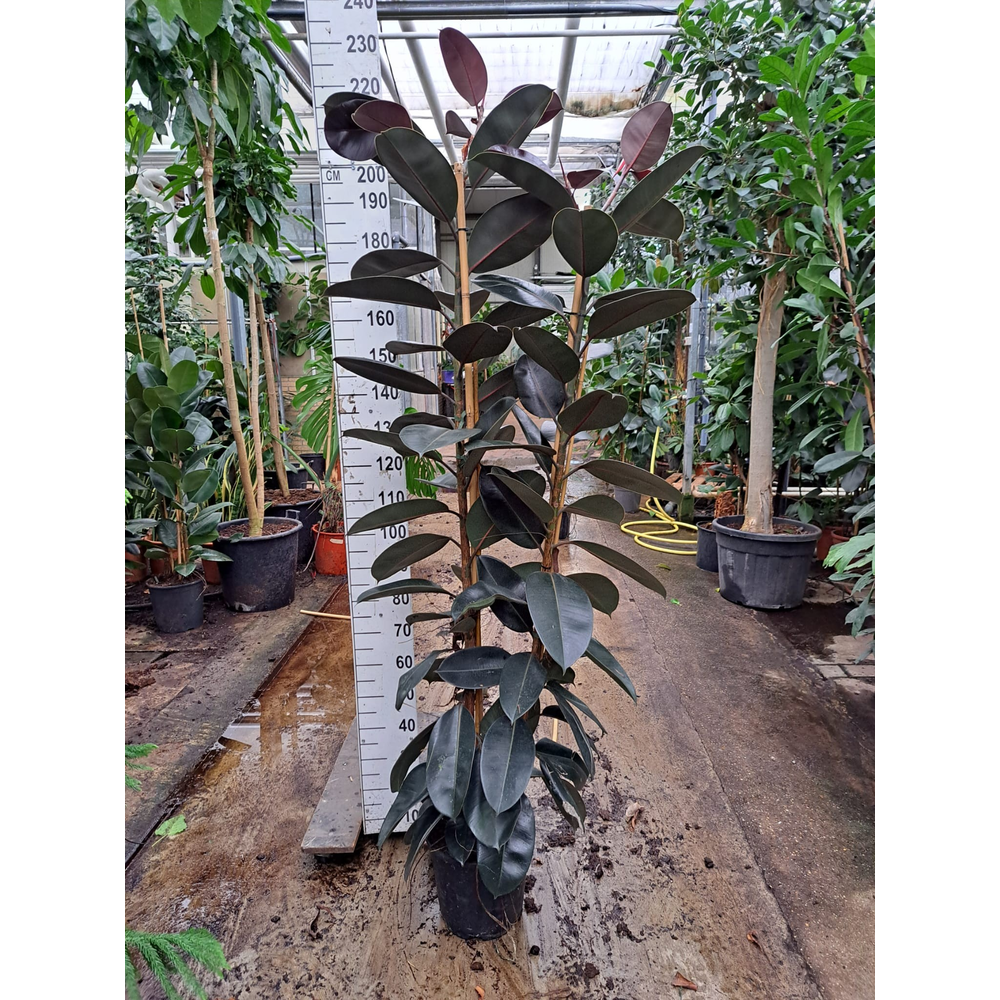 Ficus Elastica Abidjan 2 toef 210.