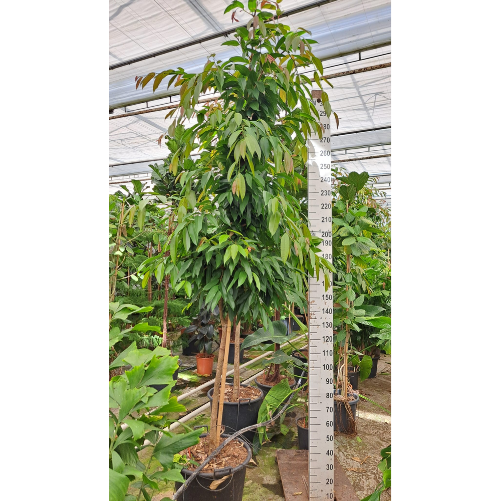 Ficus Amstel King stam.