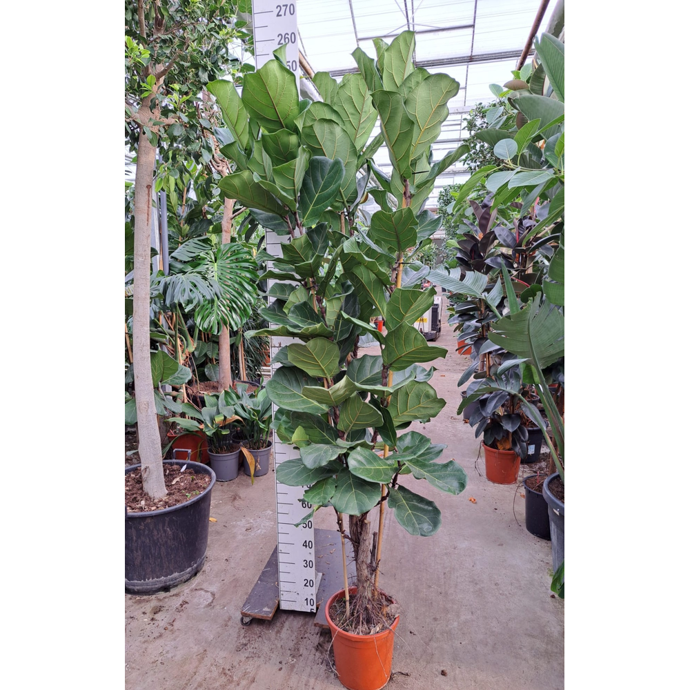 Ficus Lyrata vertakt 240.