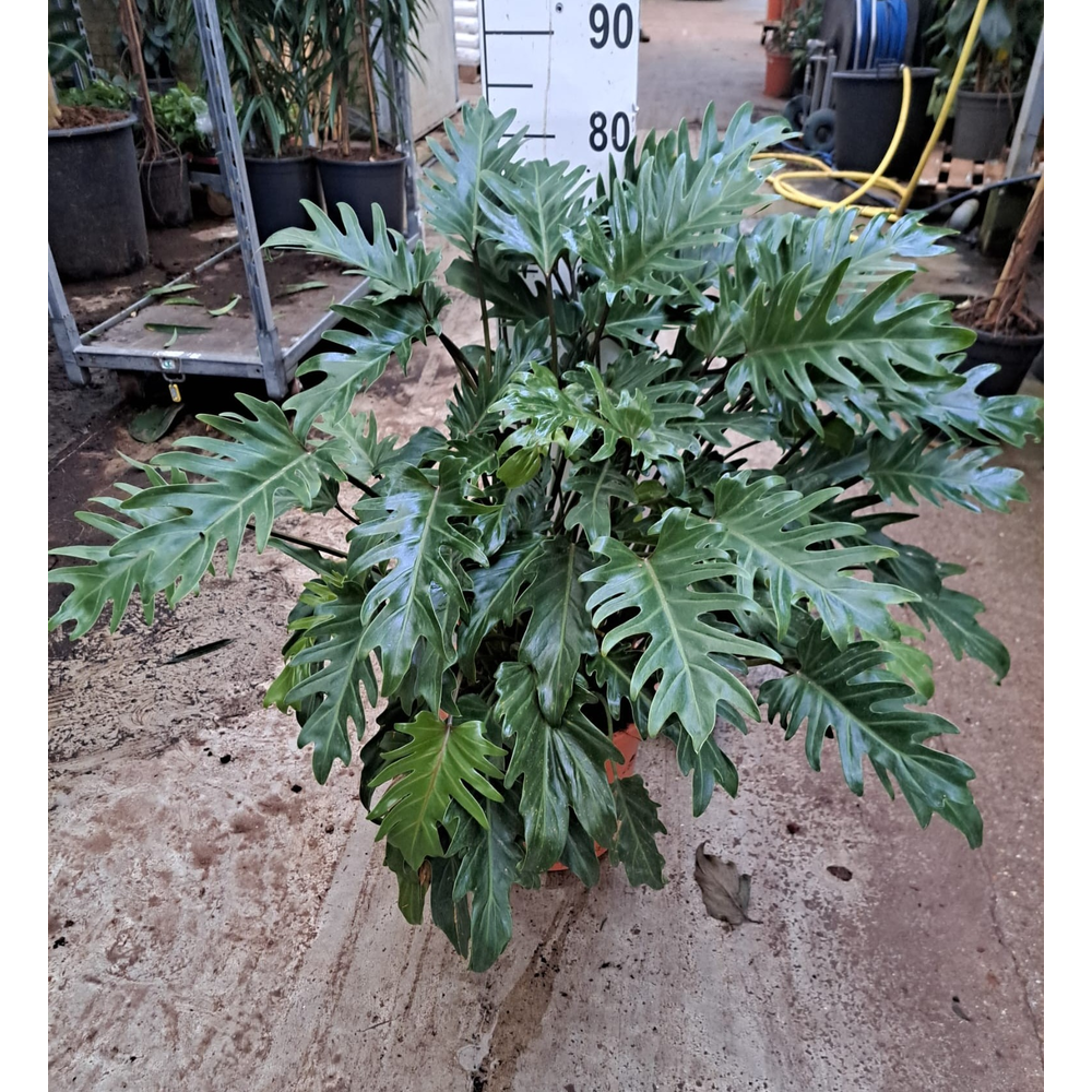 Philodendron Xanadu Bush.