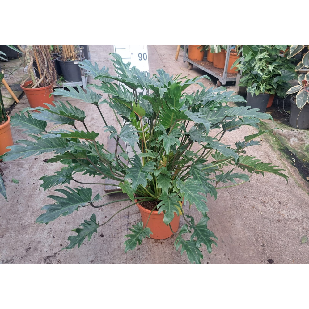 Philodendron Xanadu Bush.