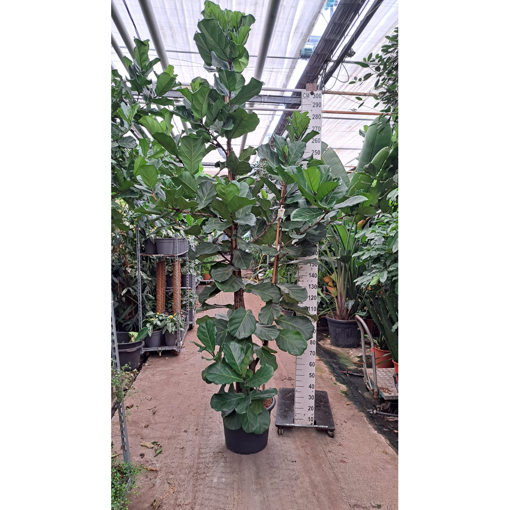 Ficus Lyrata vertakt 300.