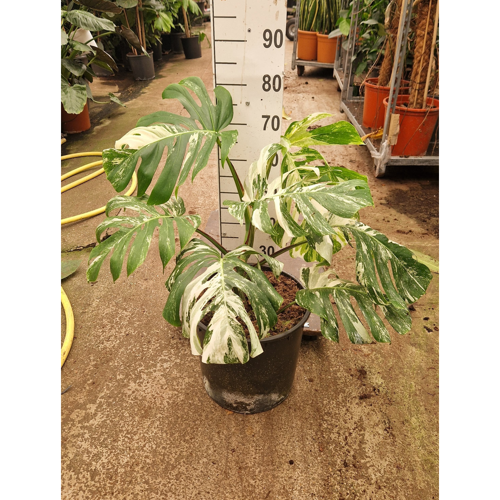 Monstera Deliciosa Variegata XL.