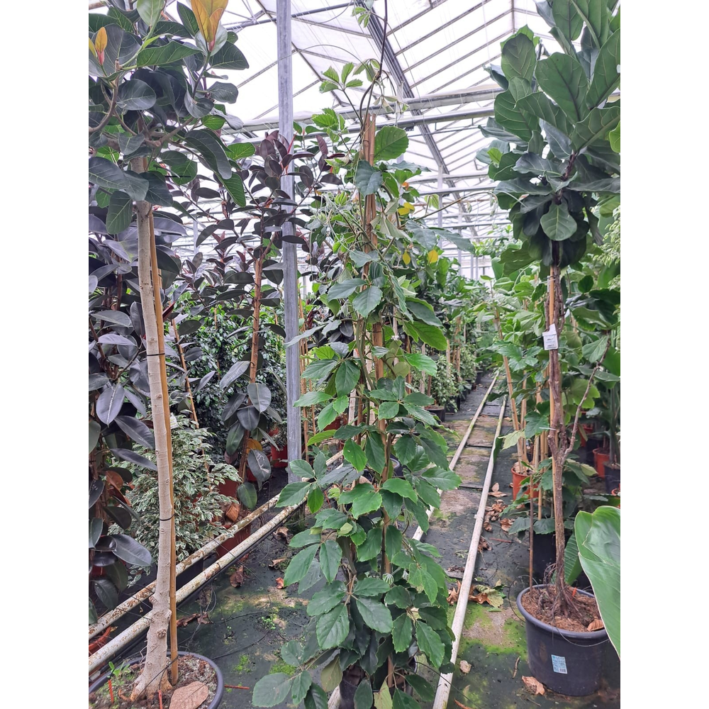 Tetrastigma Voinierianum 250.