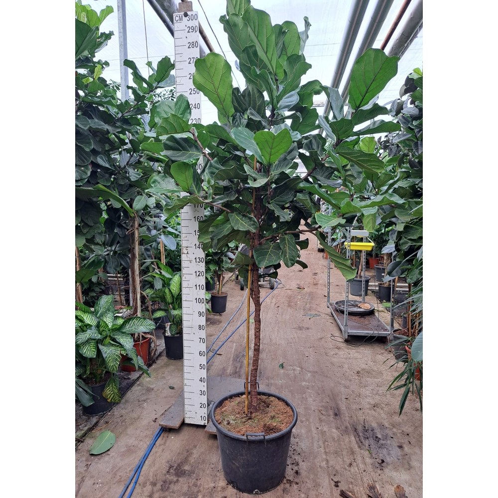 Ficus Lyrata stam 280.
