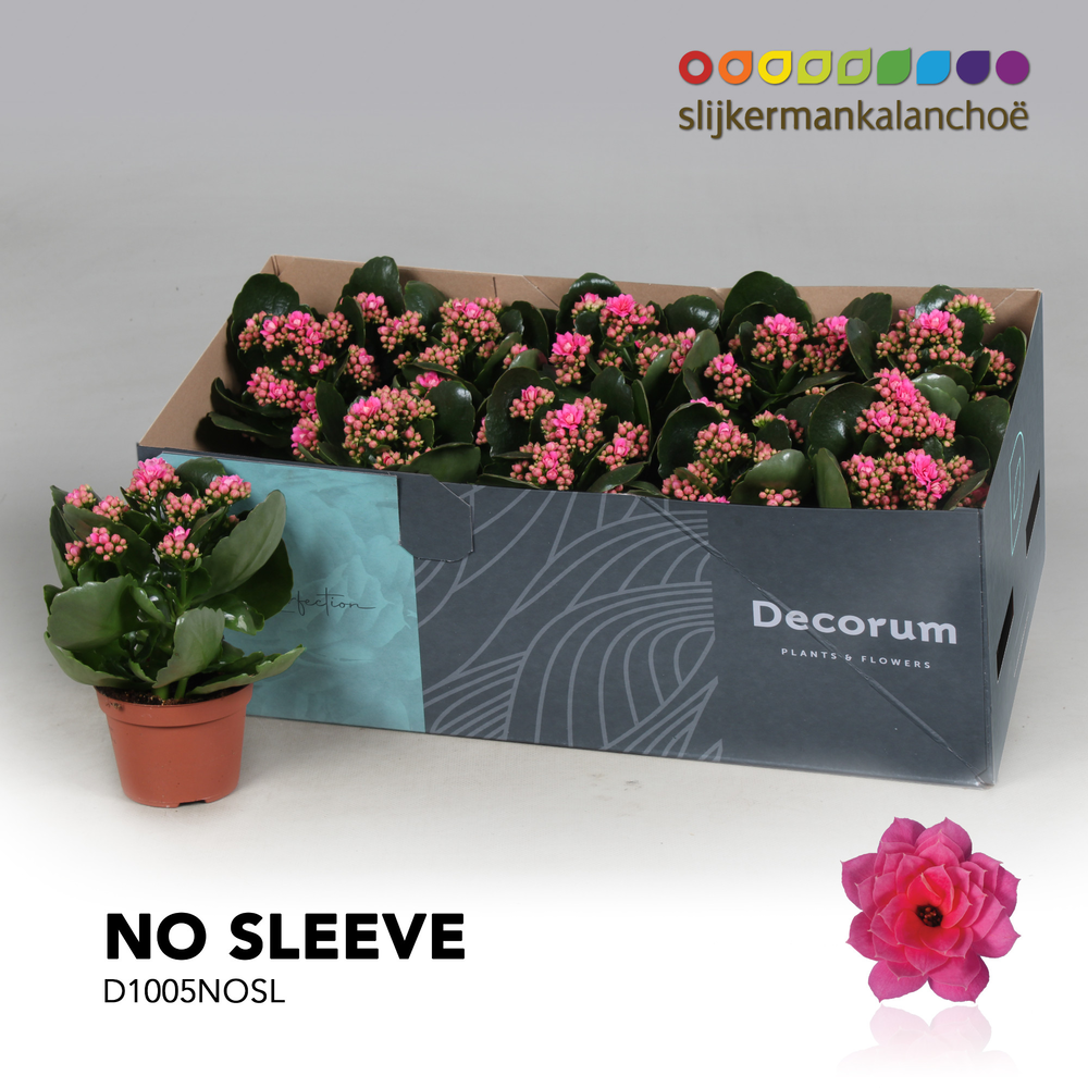 Kalanchoe No Sleeve - Pink.