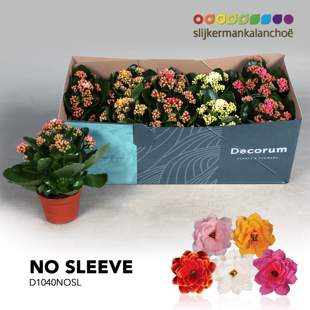 Kalanchoë No Sleeve - Serenity mix.