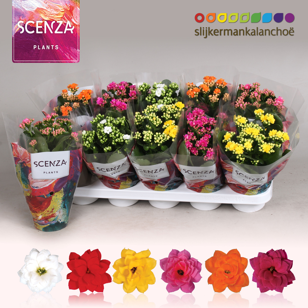 Kalanchoe Scenza - 5 Colors Mix.