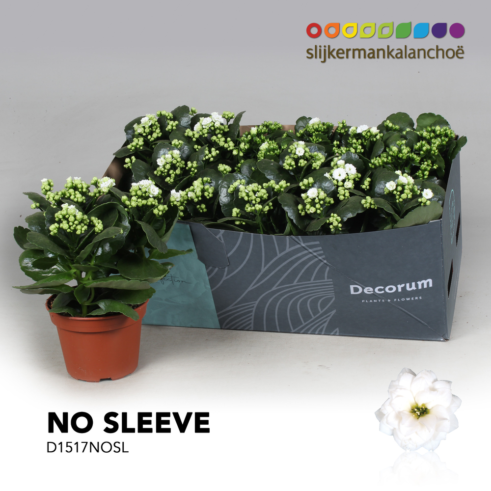 Kalanchoe No Sleeve - White.