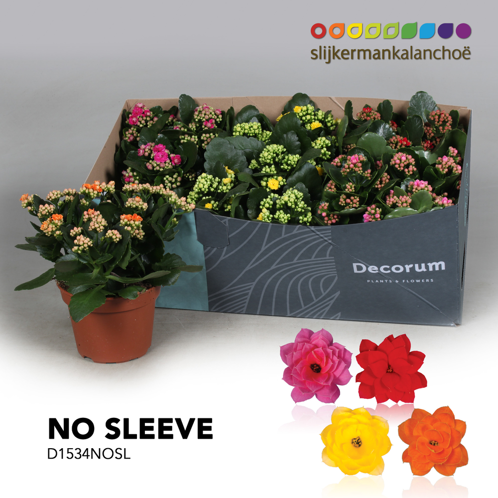 Kalanchoe No Sleeve - 4 Colors Mix.