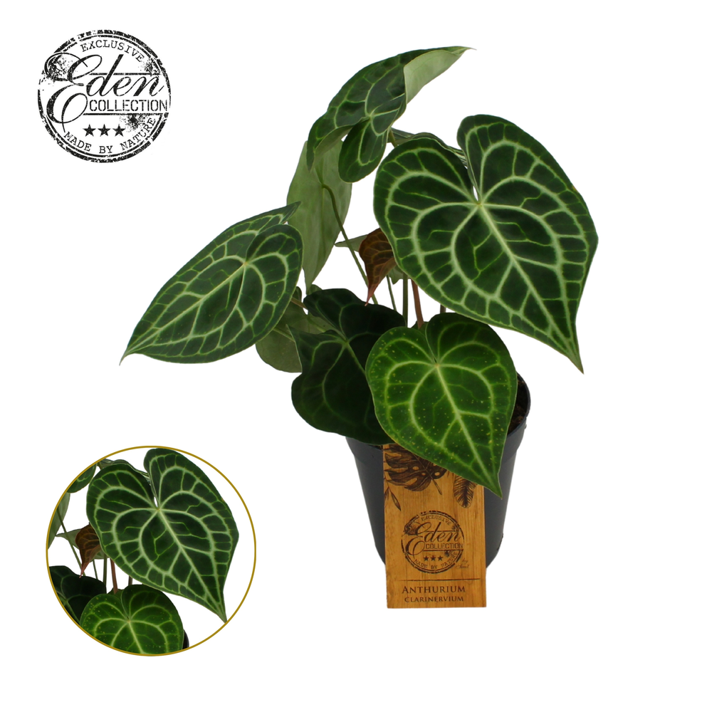Anthurium Clarinervium 15cm.