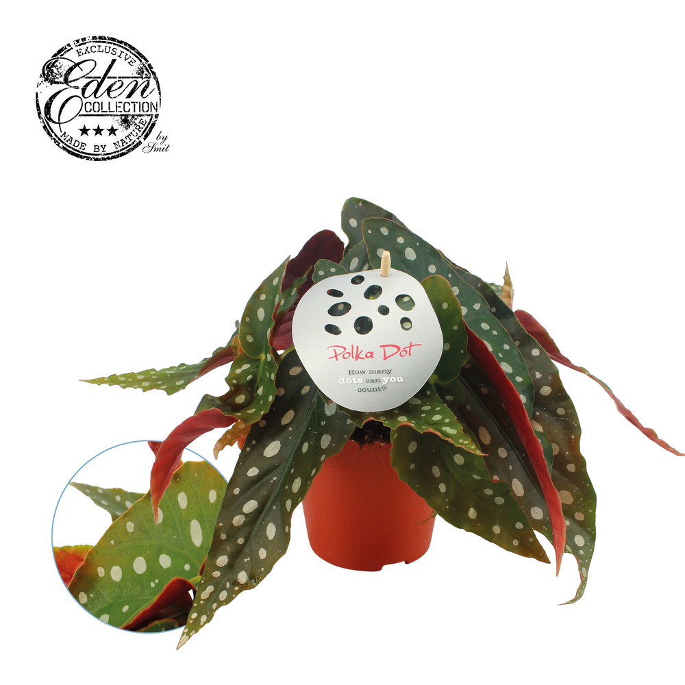 Begonia Maculata 12cm Nederlands etiket.