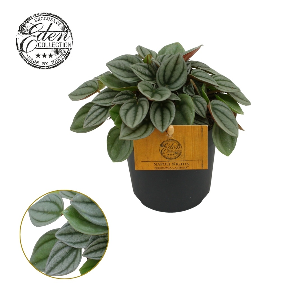 Peperomia Napoli Nights 10,5cm.