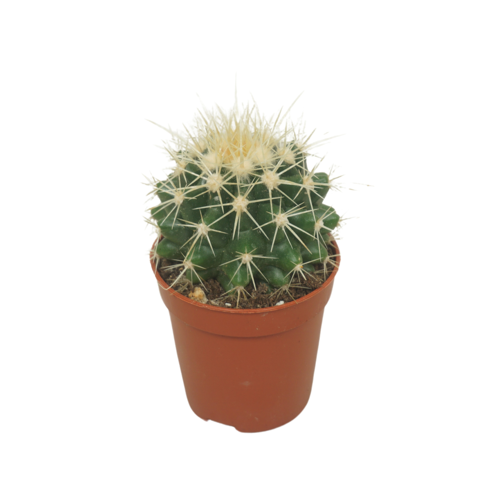 Echinocactus grusonii 5,5 cm.