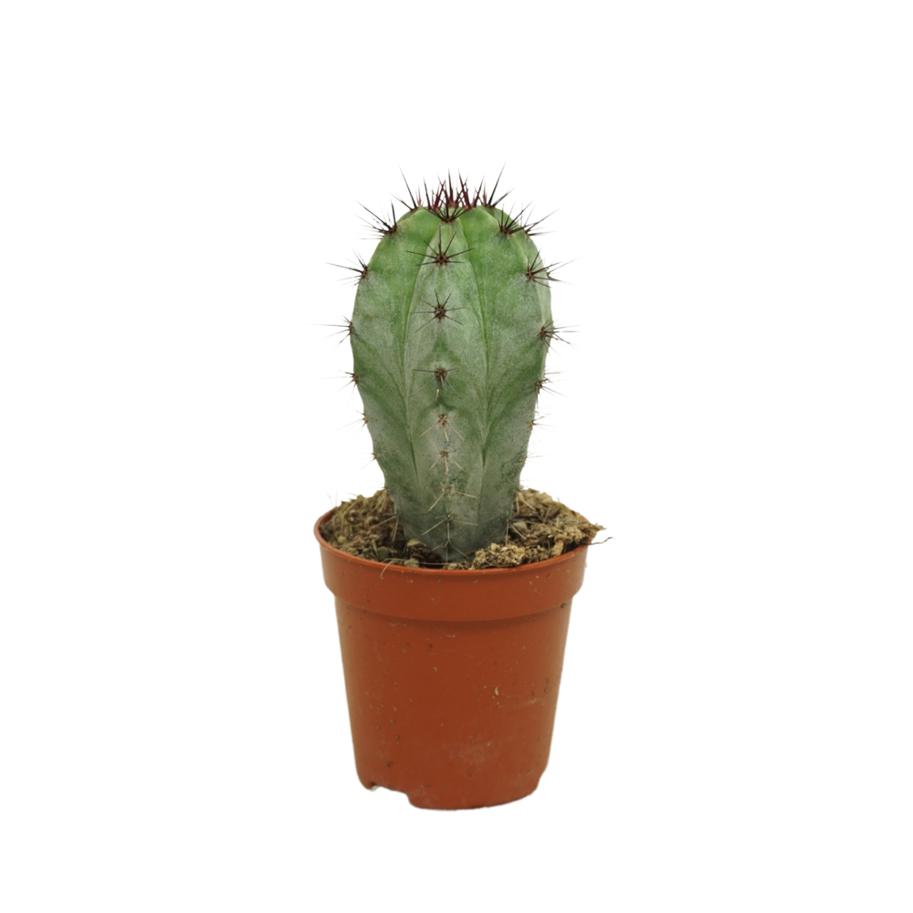 Polaskia chichipe 5,5 cm.