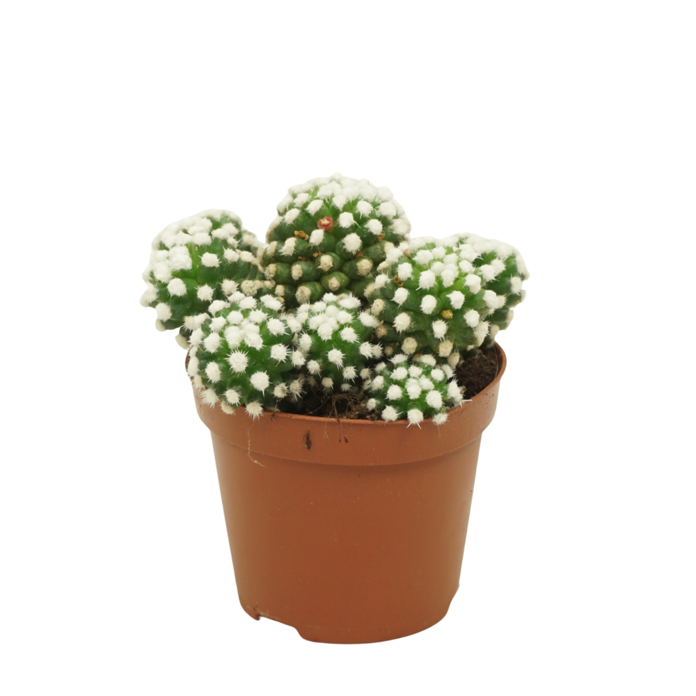 Mammillaria gracilis 'Albata' 8,5 cm.