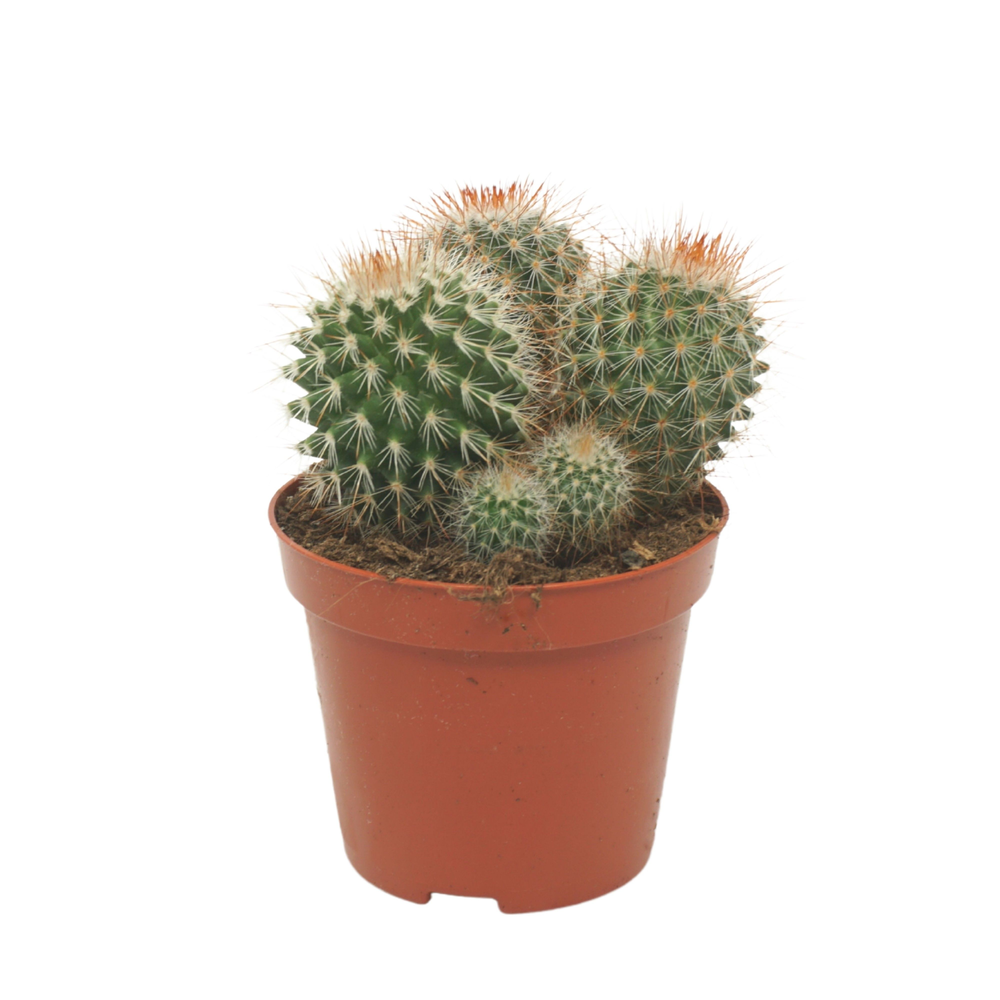 Mammillaria spinosissima 8,5 cm.