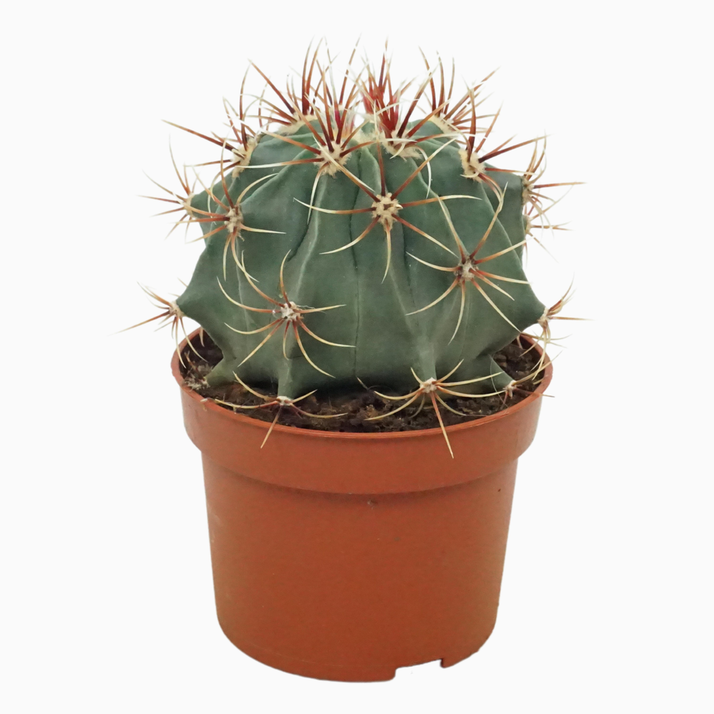 Ferocactus histrix 10,5 cm.