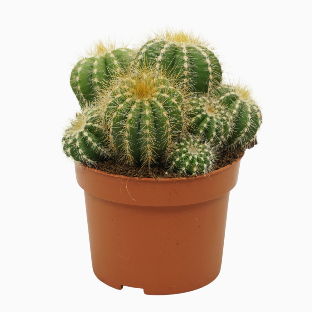 Notocactus magnificus 10,5 cm.