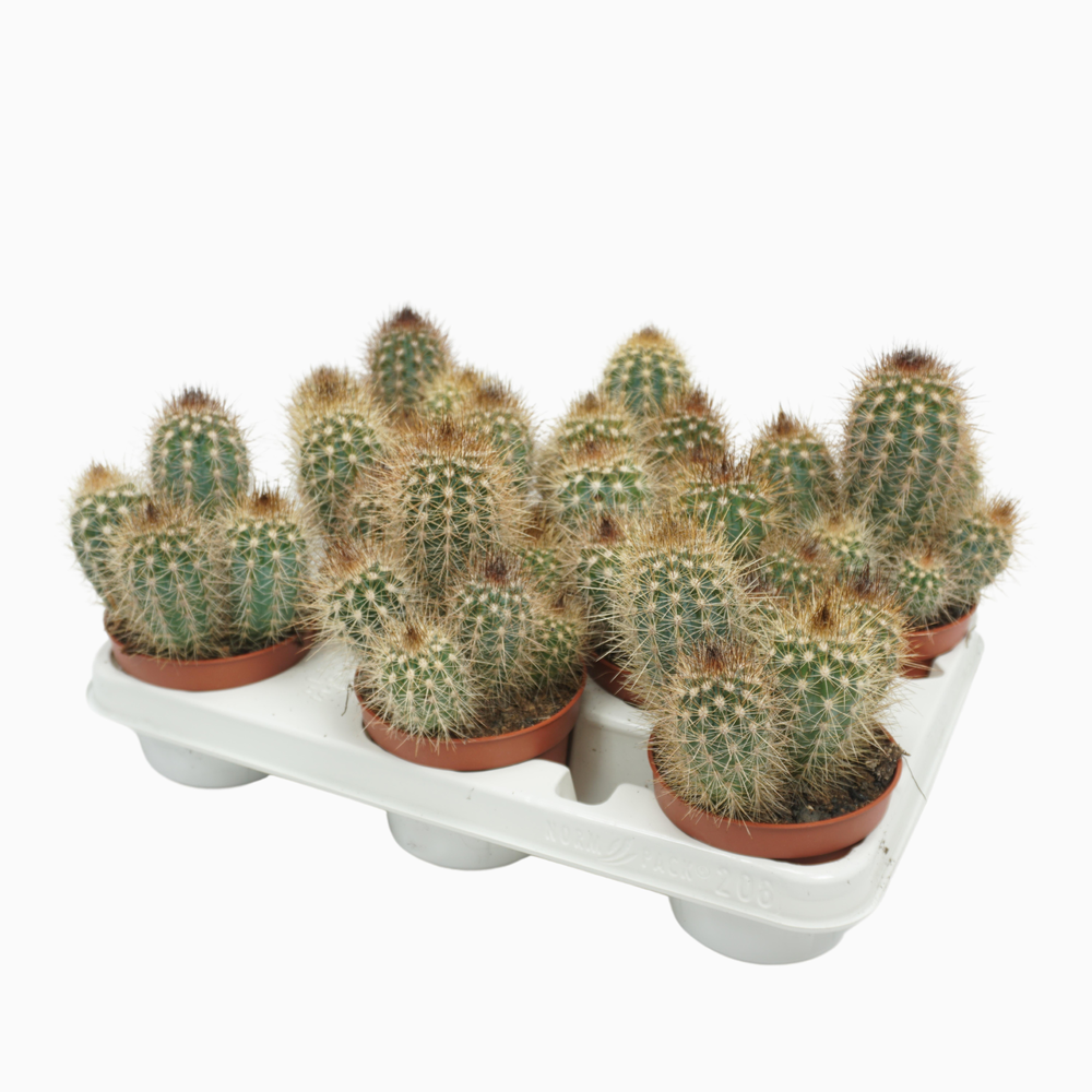 Pilosocereus braunii 10,5 cm.