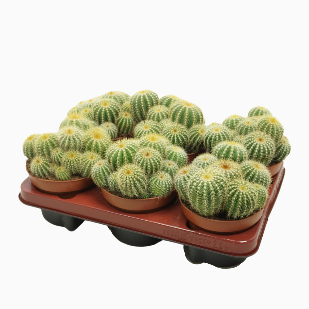 Eriocactus warasii 13 cm.