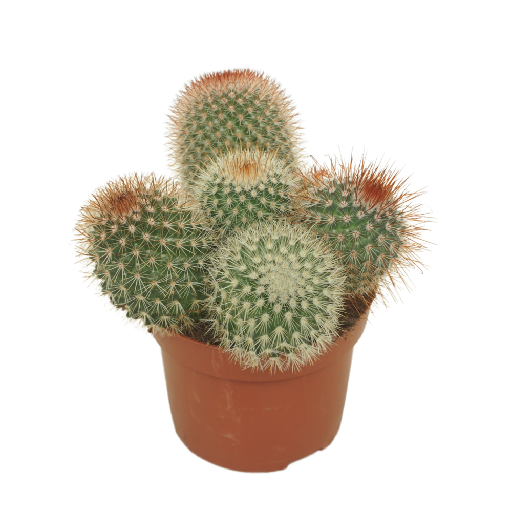 Mammillaria spinosissima 12 cm.