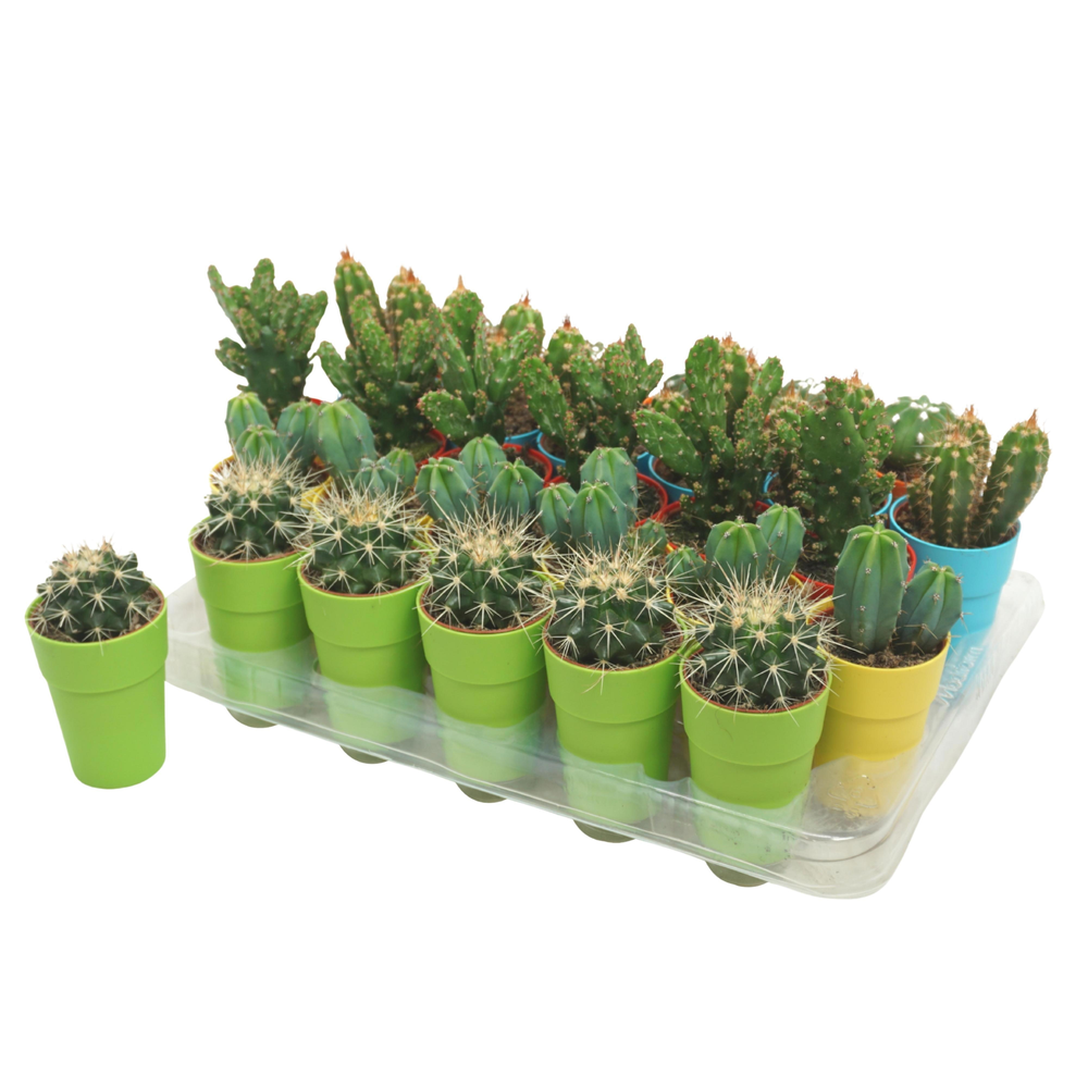 Cactus mix 5,5 cm in kleurig gerecycled kunststof .