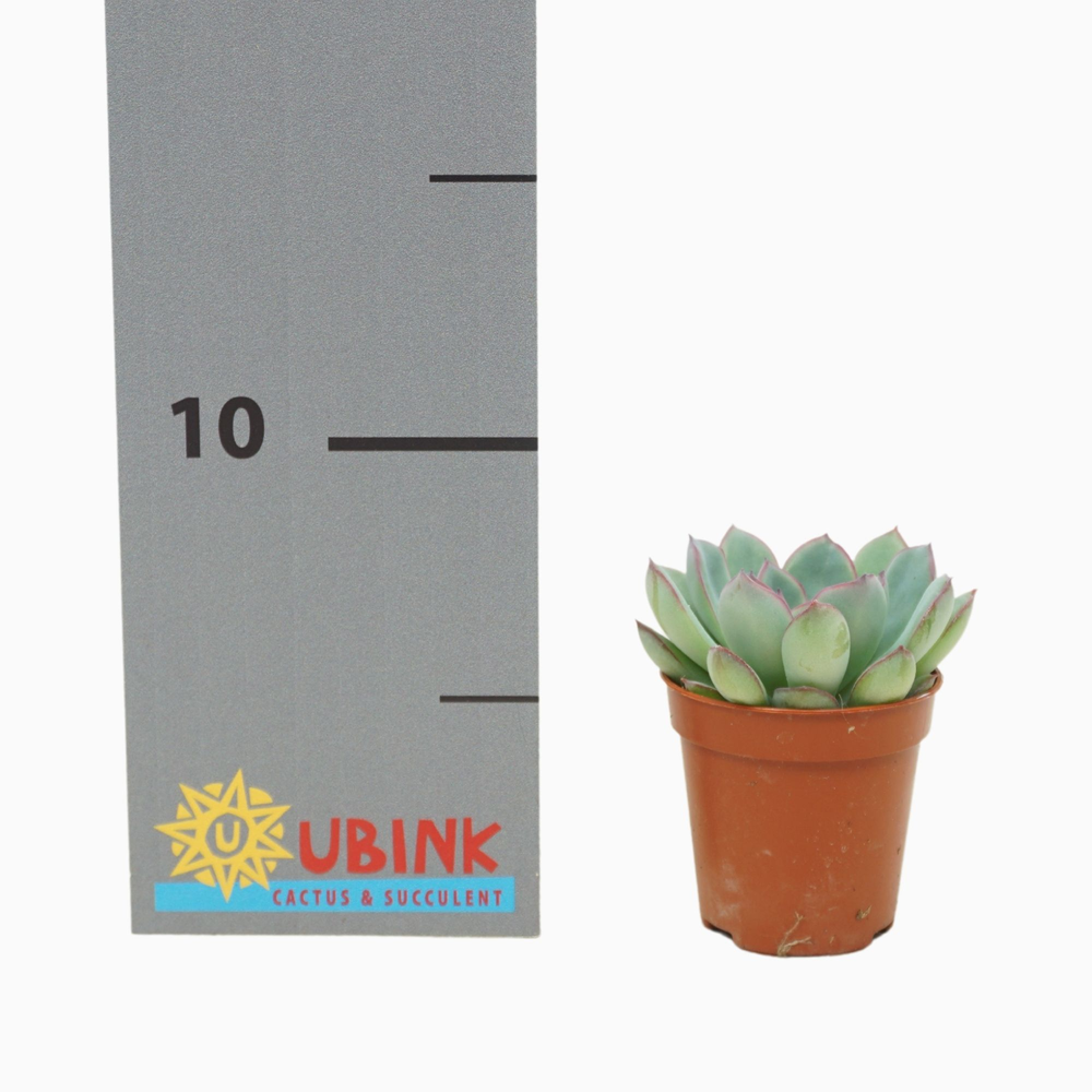 Echeveria apus 5,5 cm.