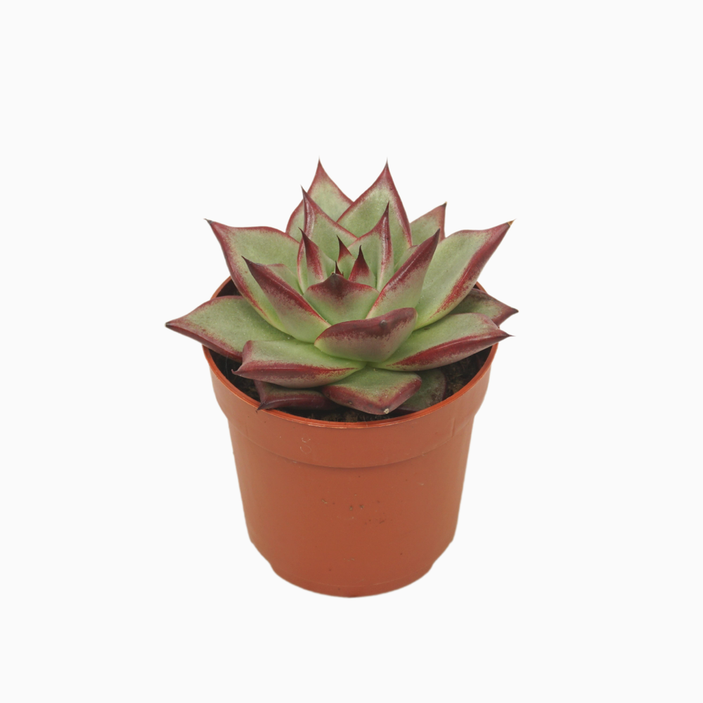 Echeveria electra 7 cm.