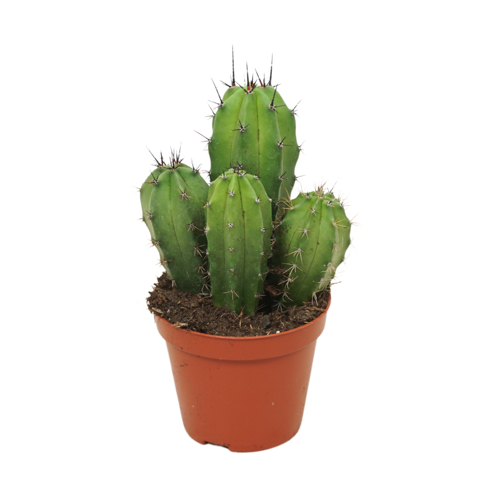 Polaskia chichipe 8,5 cm.