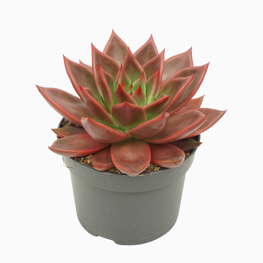 Echeveria antaris 13 cm.