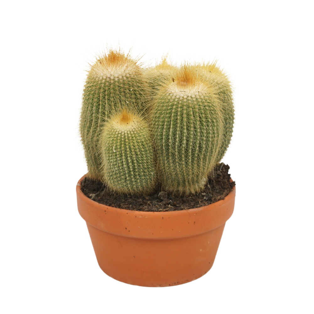 Eriocactus leninghausii 17 cm.