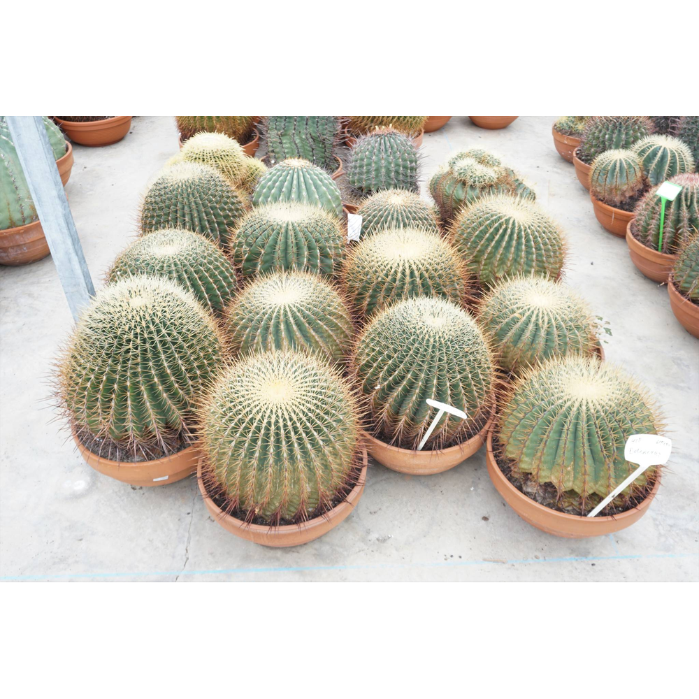 Ferocactus 45 cm.