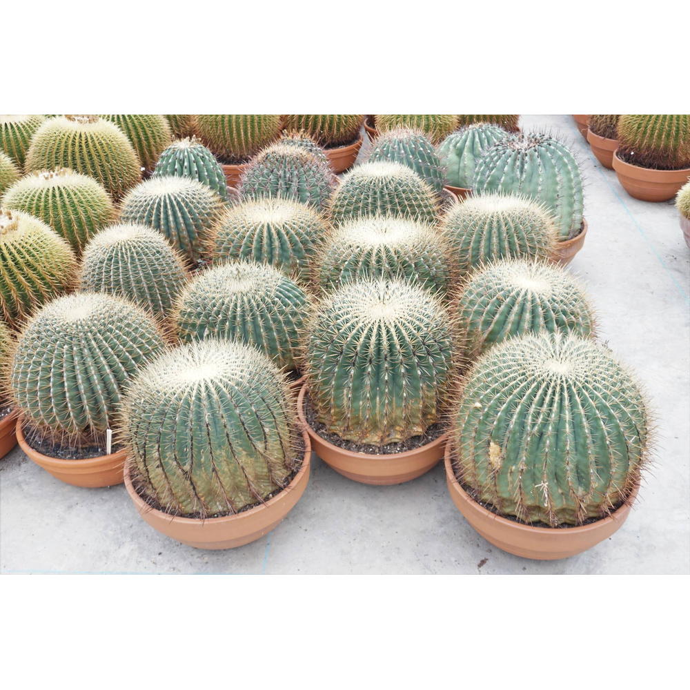 Ferocactus 50 cm.