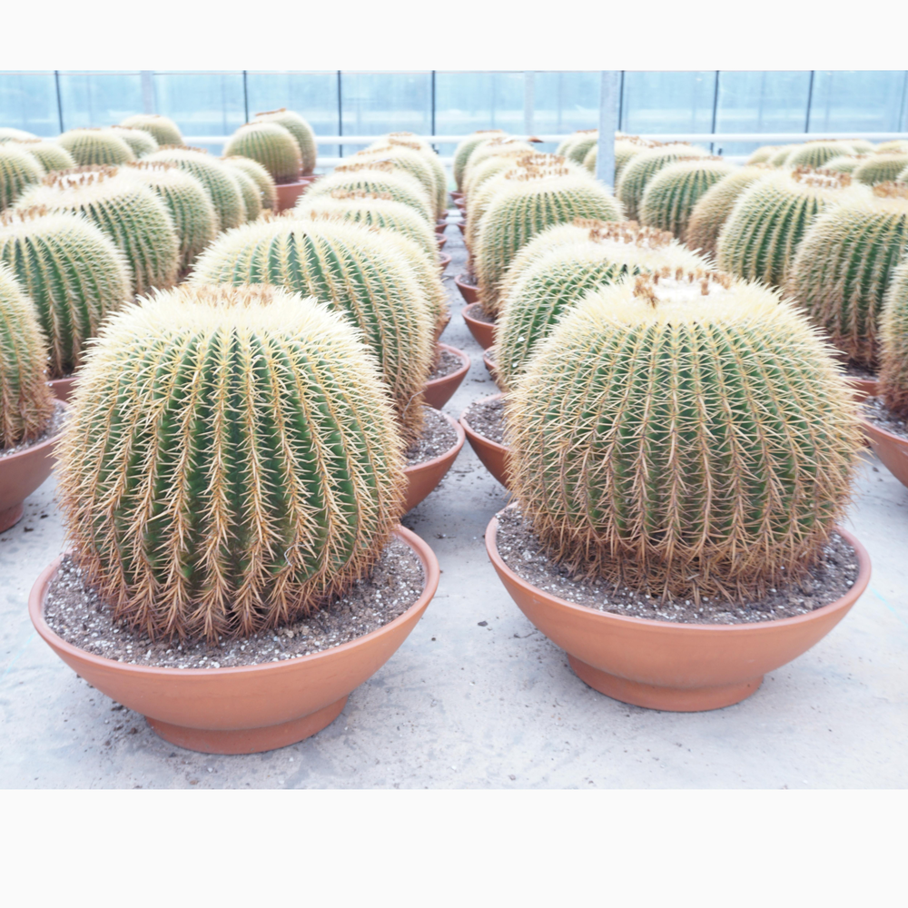 Echinocactus grusonii enkel 60 cm.