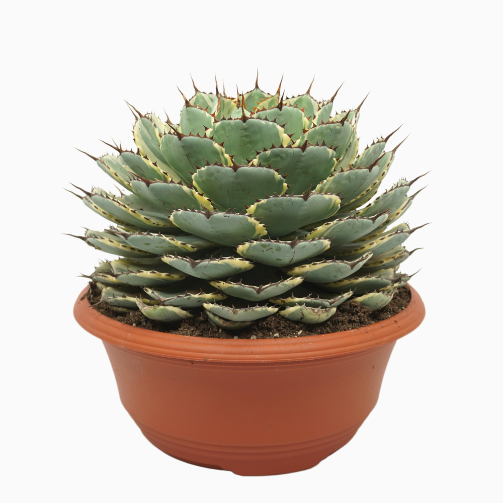 Agave potatorum variegata 35 cm.