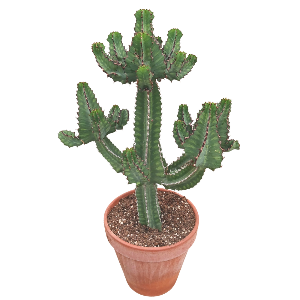 Euphorbia cooperi 35 cm.